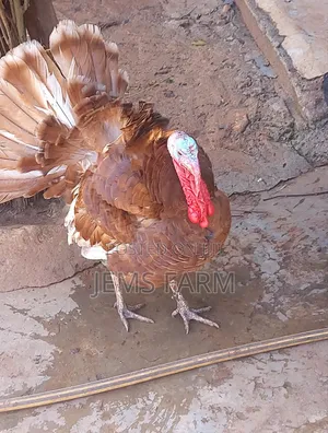 Mature Red Bourbon Turkey Male