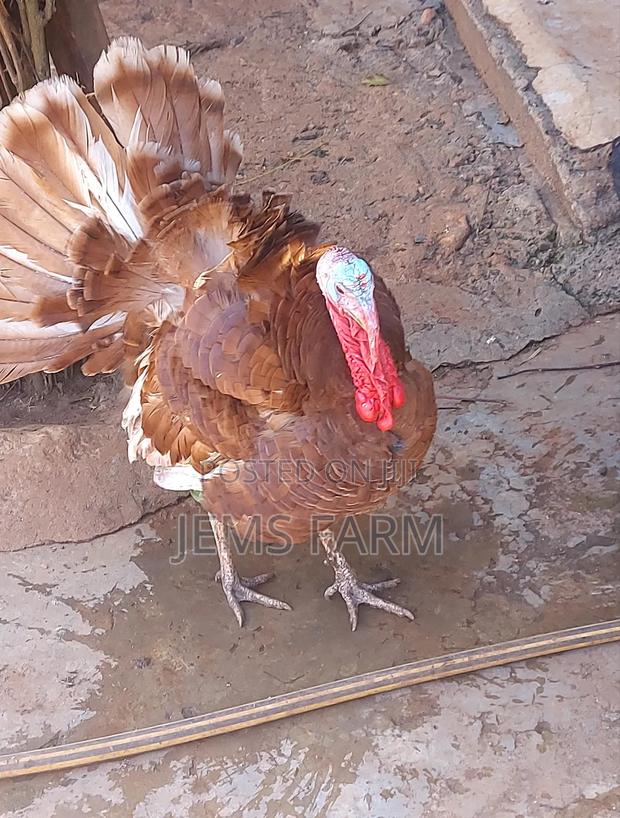 Mature Red Bourbon Turkey Male - thumbnail 3