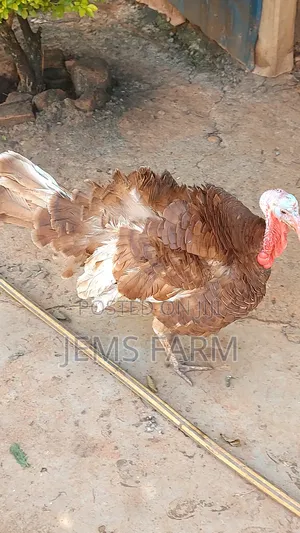 Mature Red Bourbon Turkey Male