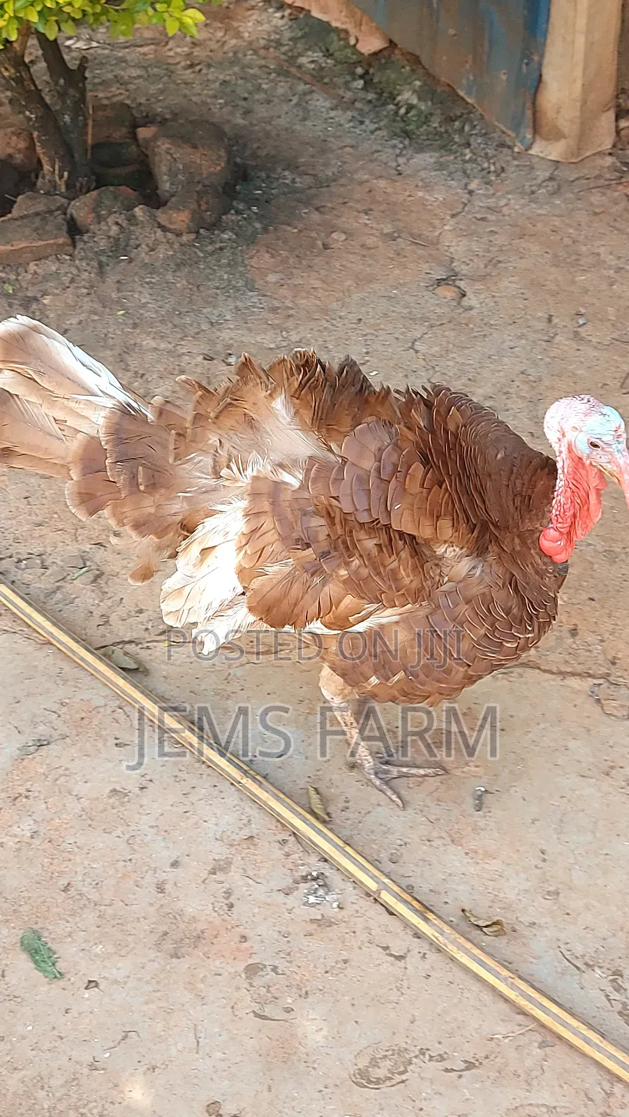 Mature Red Bourbon Turkey Male