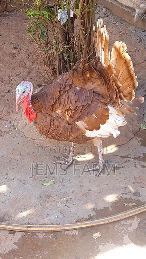 Mature Red Bourbon Turkey Male