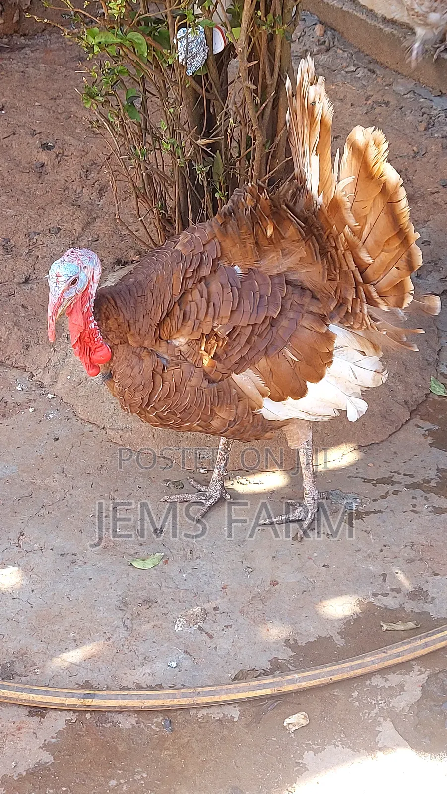 Mature Red Bourbon Turkey Male