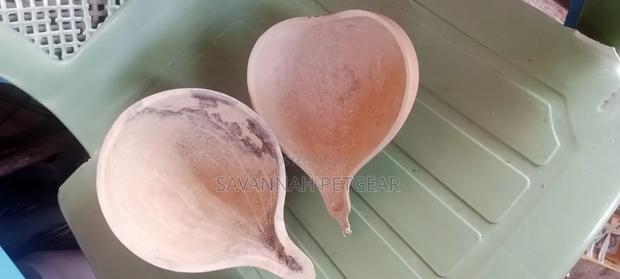 Calabash Half Gourds for CBC and Domestic Use