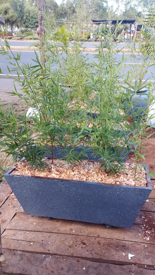 Potted Bamboo Plants in a Flowervase - main view