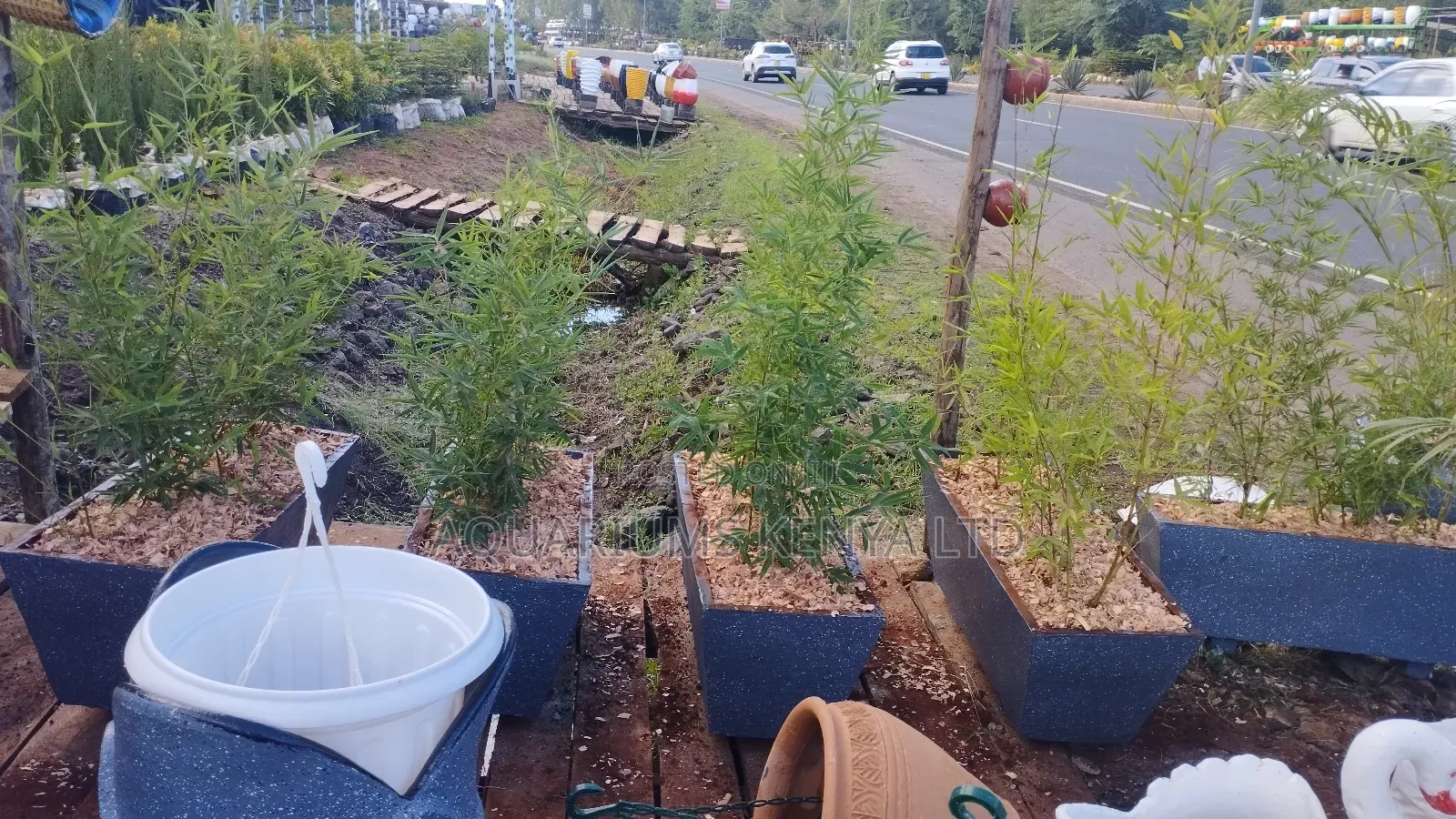 Fast Growing Bamboo Plants,Troughpots