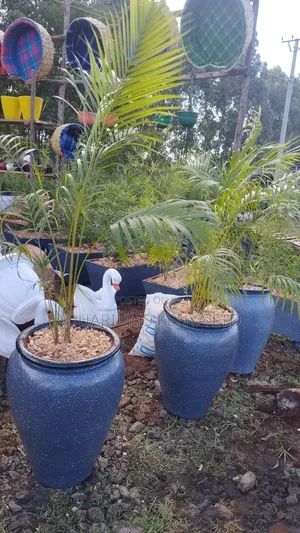 Pptted Golden Palms ,Plants