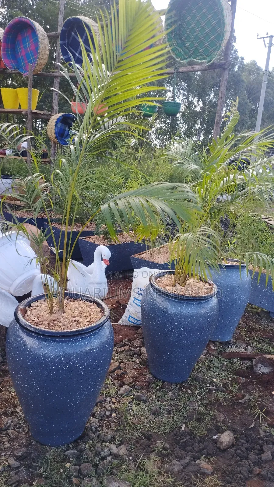 Pptted Golden Palms ,Plants