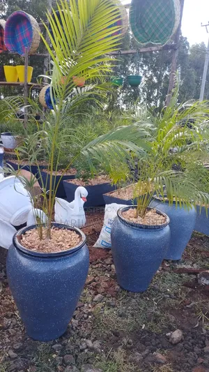 Golden Palms Plants on Pots