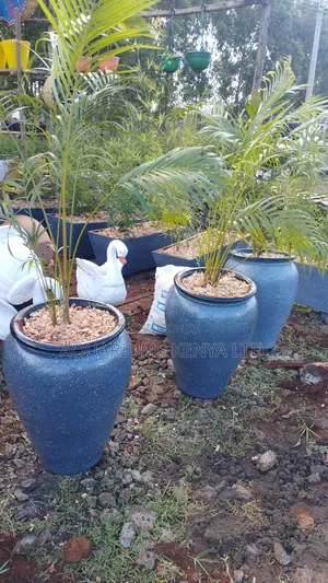 Claypots Planted Golden Palms