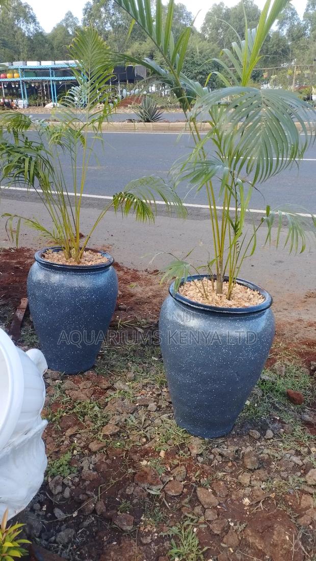 Wide Range of Palms in Clay Pots - main view