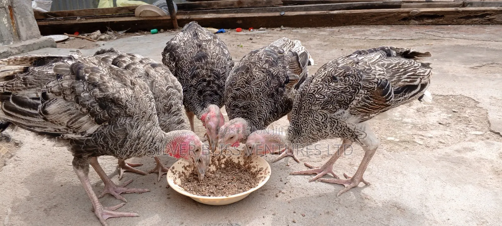 Turkeys for Sale