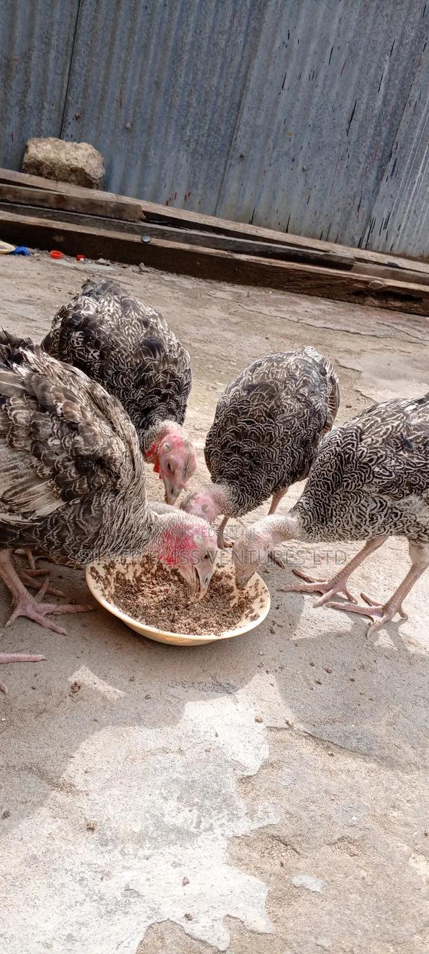 Turkeys for Sale - thumbnail 9