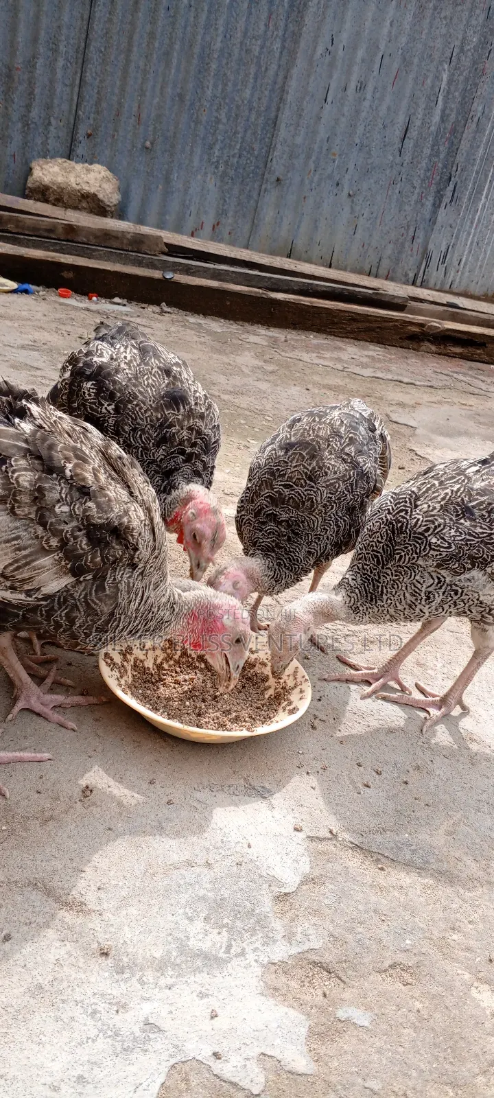 Turkeys for Sale