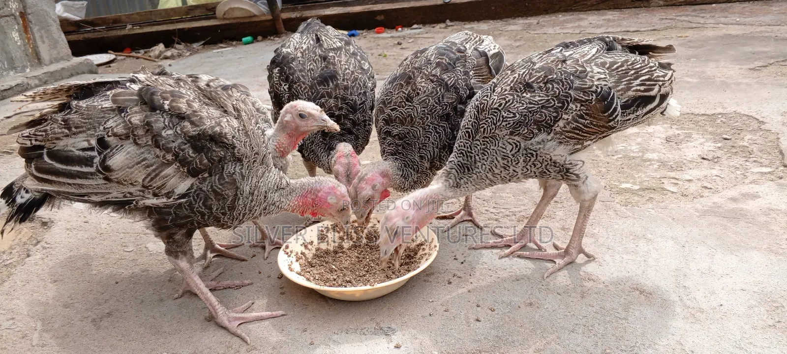 Turkeys for Sale