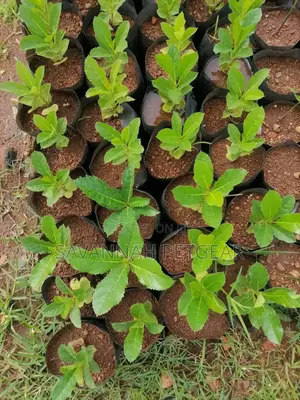 Kigelia Africana (Sausage Tree Seedlings)