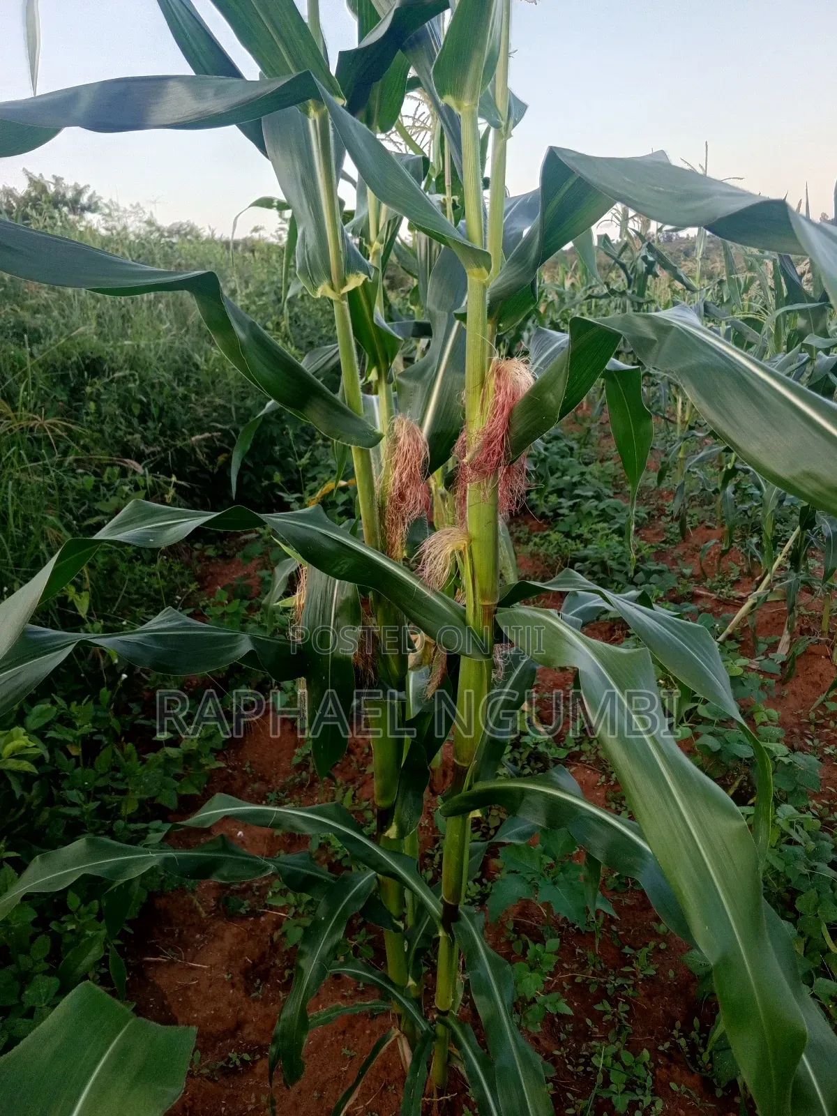 Three (3) Prime Acres at Masii Machakos