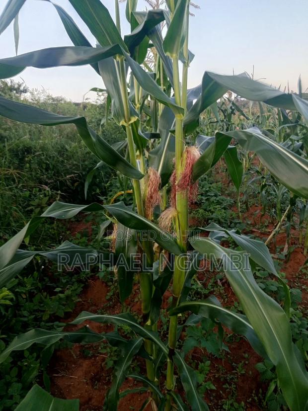 Three (3) Prime Acres at Masii Machakos - thumbnail 14