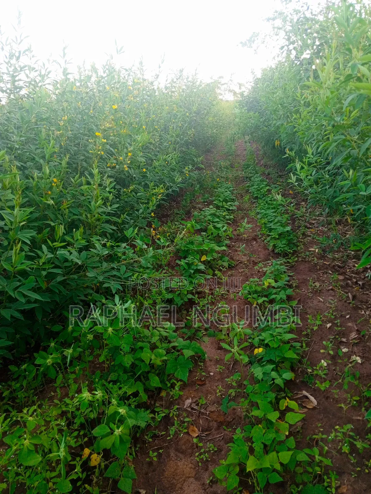 Three (3) Prime Acres at Masii Machakos