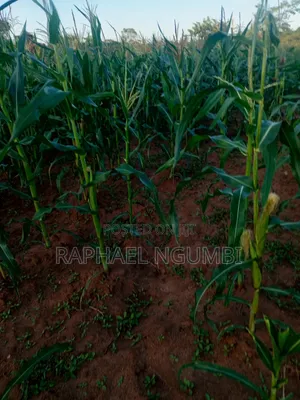 Three (3) Prime Acres at Masii Machakos