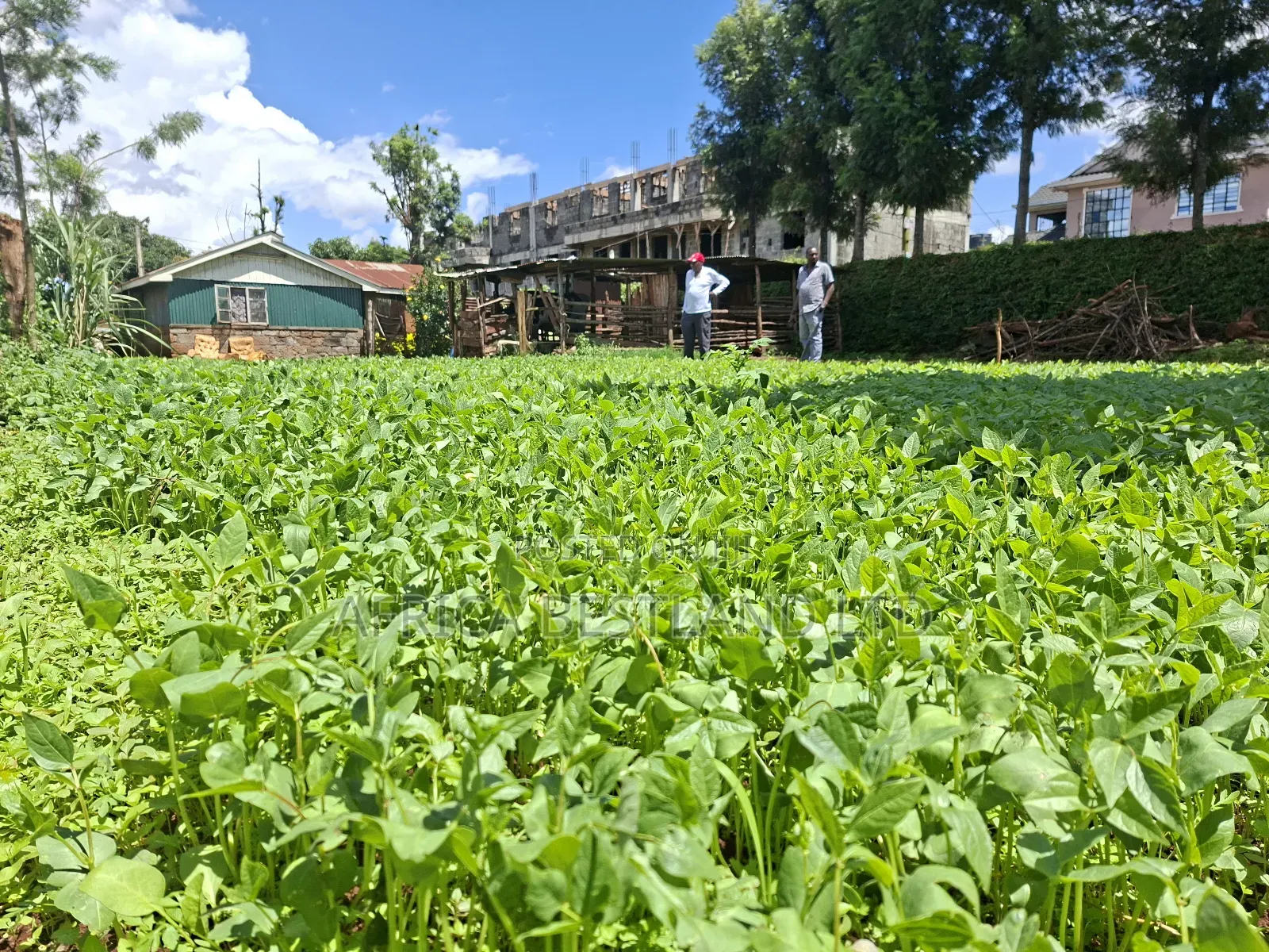 50x100 Available Plot for Sale in Gathiga Kabete