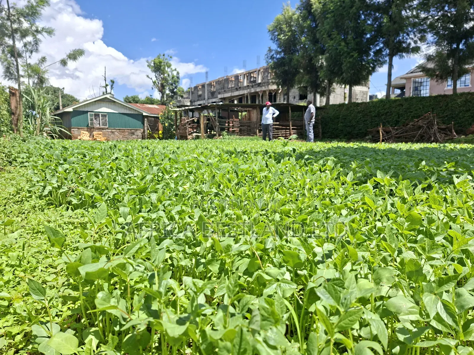 50x100 Available Plot for Sale in Gathiga Kabete
