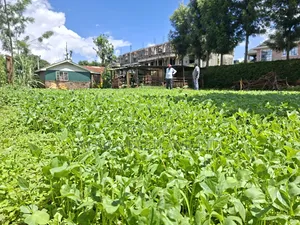 50x100 Available Plot for Sale in Gathiga Kabete