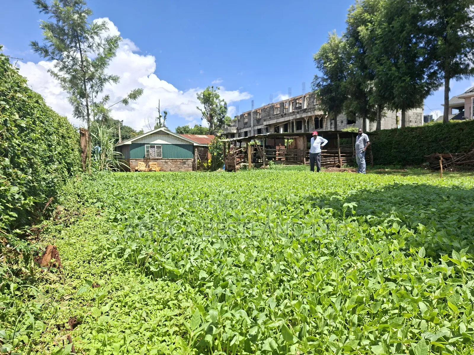 50x100 Available Plot for Sale in Gathiga Kabete