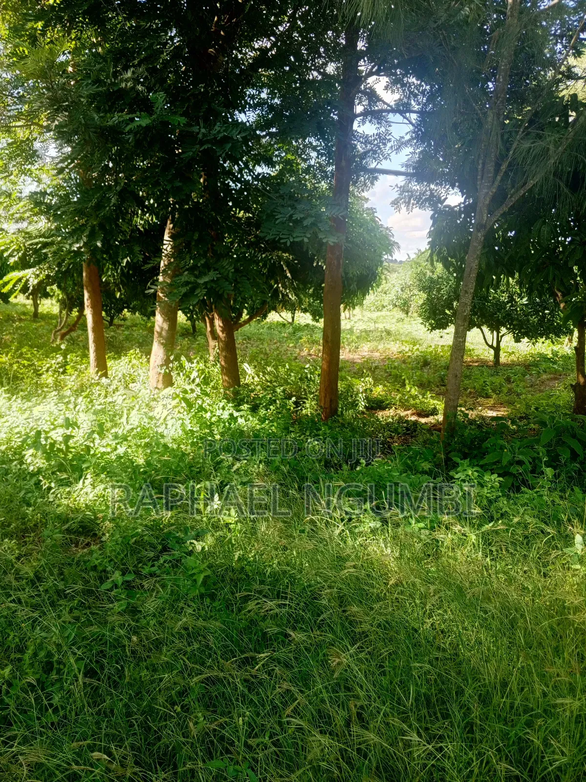 15 Acres at Masii Mwala Musaalani