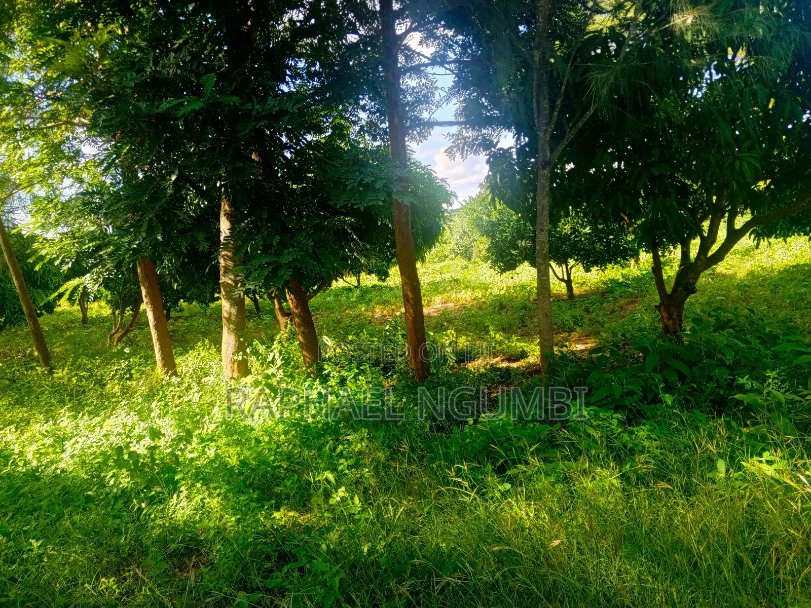 15 Acres at Masii Mwala Musaalani