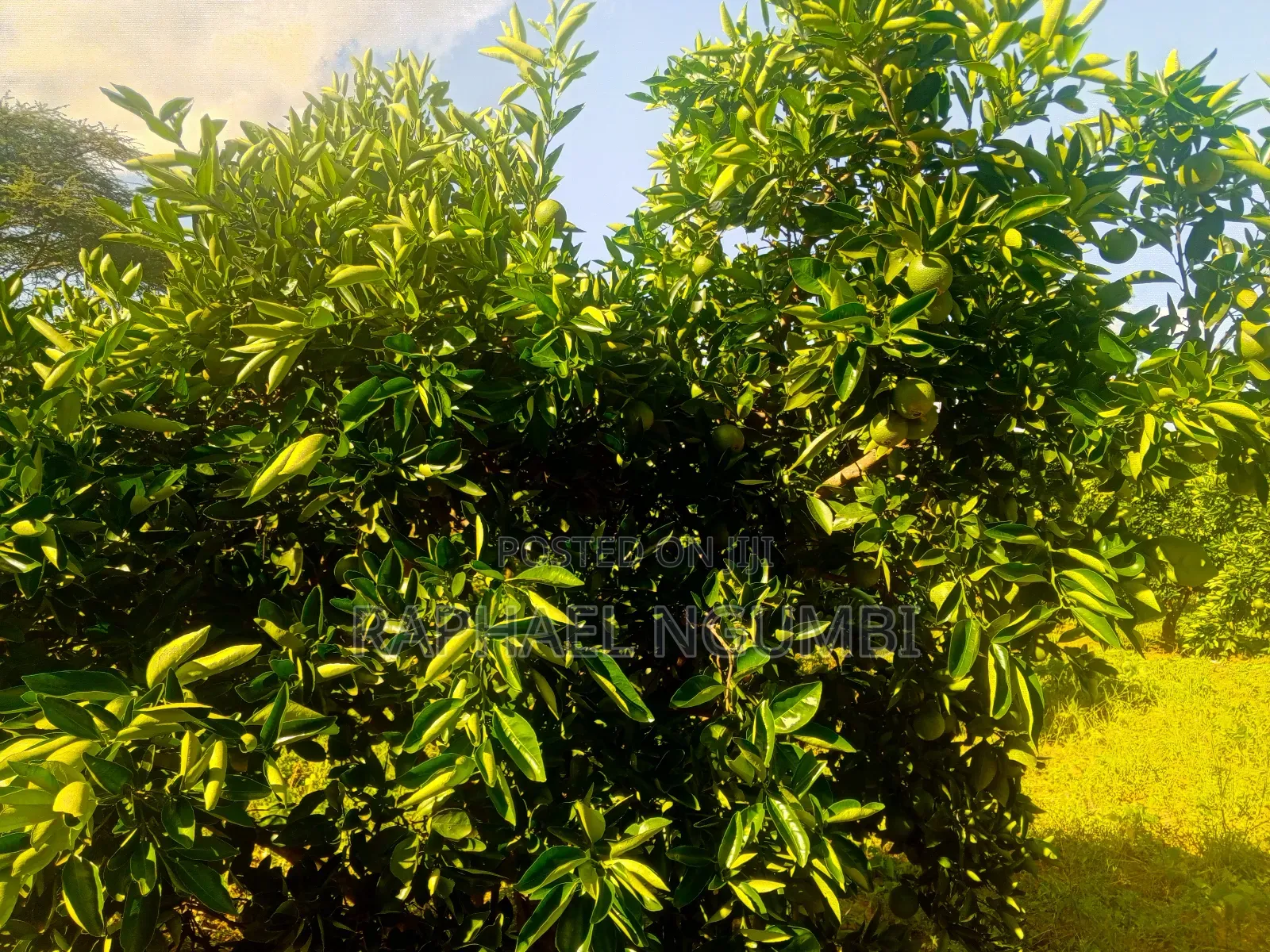 15 Acres at Masii Mwala Musaalani