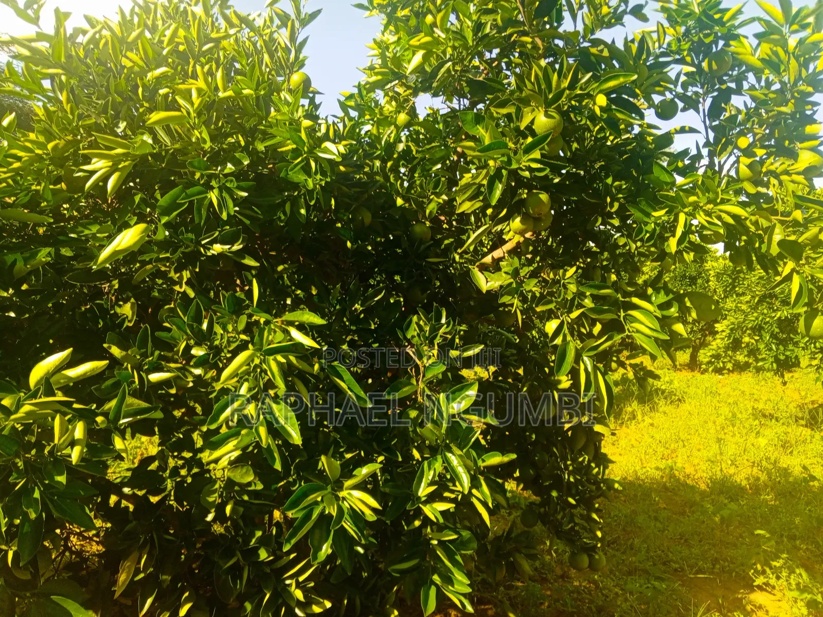 15 Acres at Masii Mwala Musaalani
