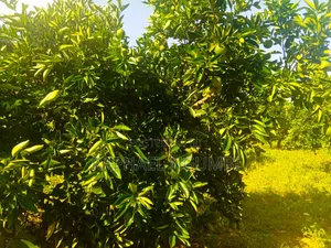 15 Acres at Masii Mwala Musaalani