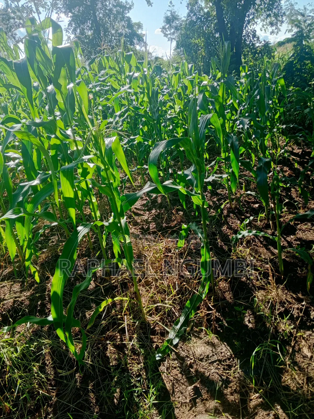 One (1) Acre at Mwala