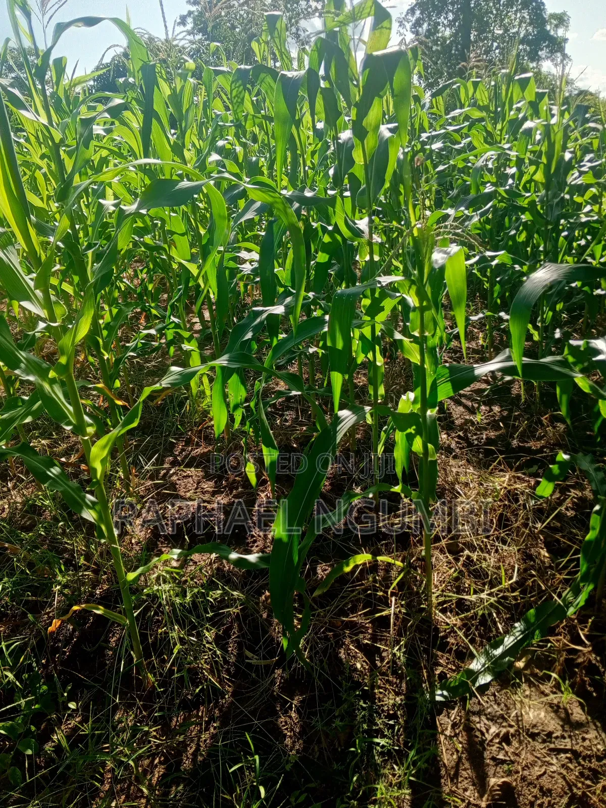 One (1) Acre at Mwala
