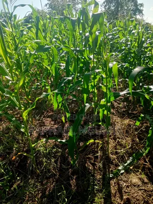 One (1) Acre at Mwala