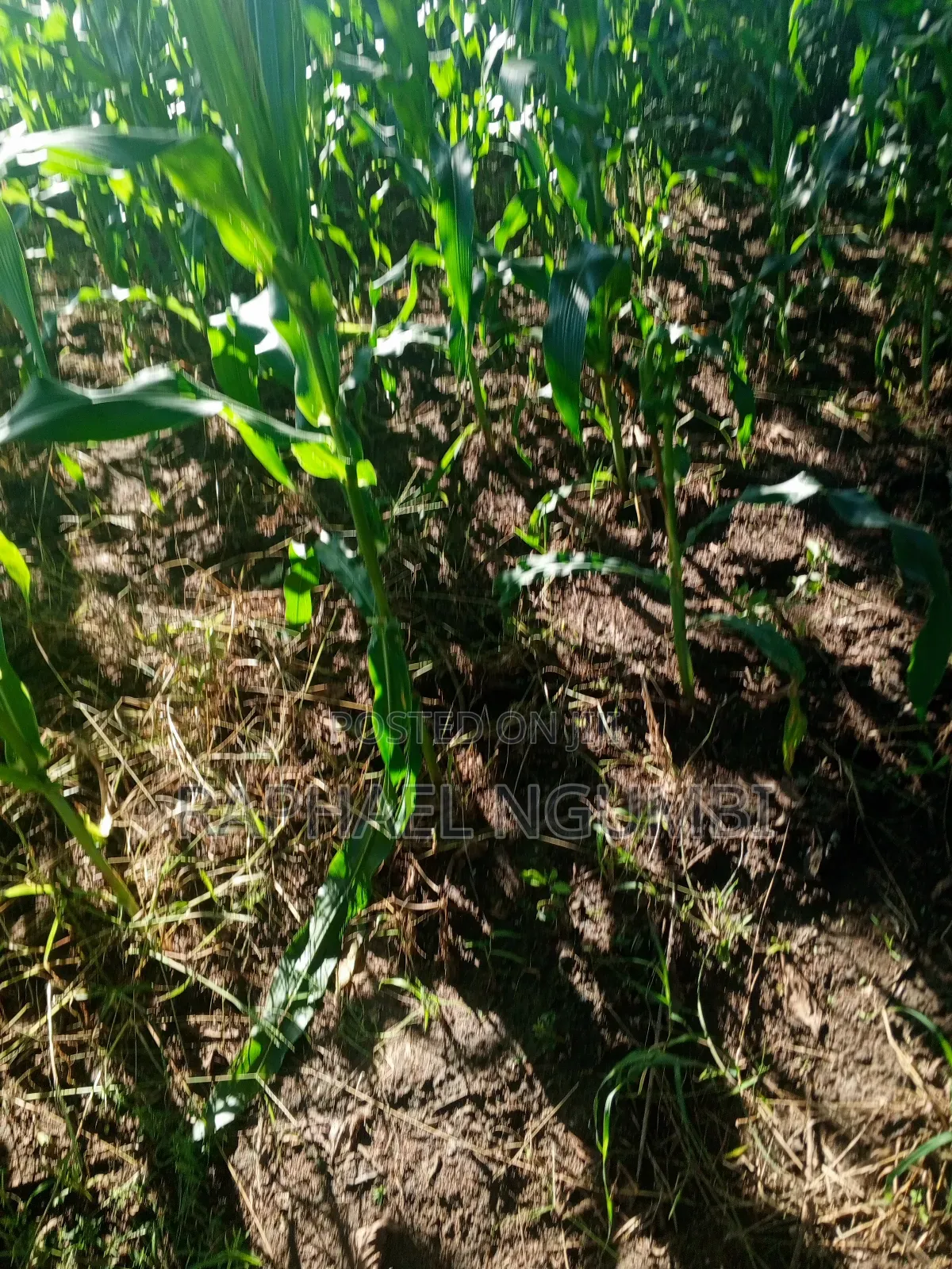 One (1) Acre at Mwala