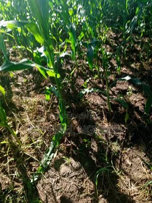 One (1) Acre at Mwala