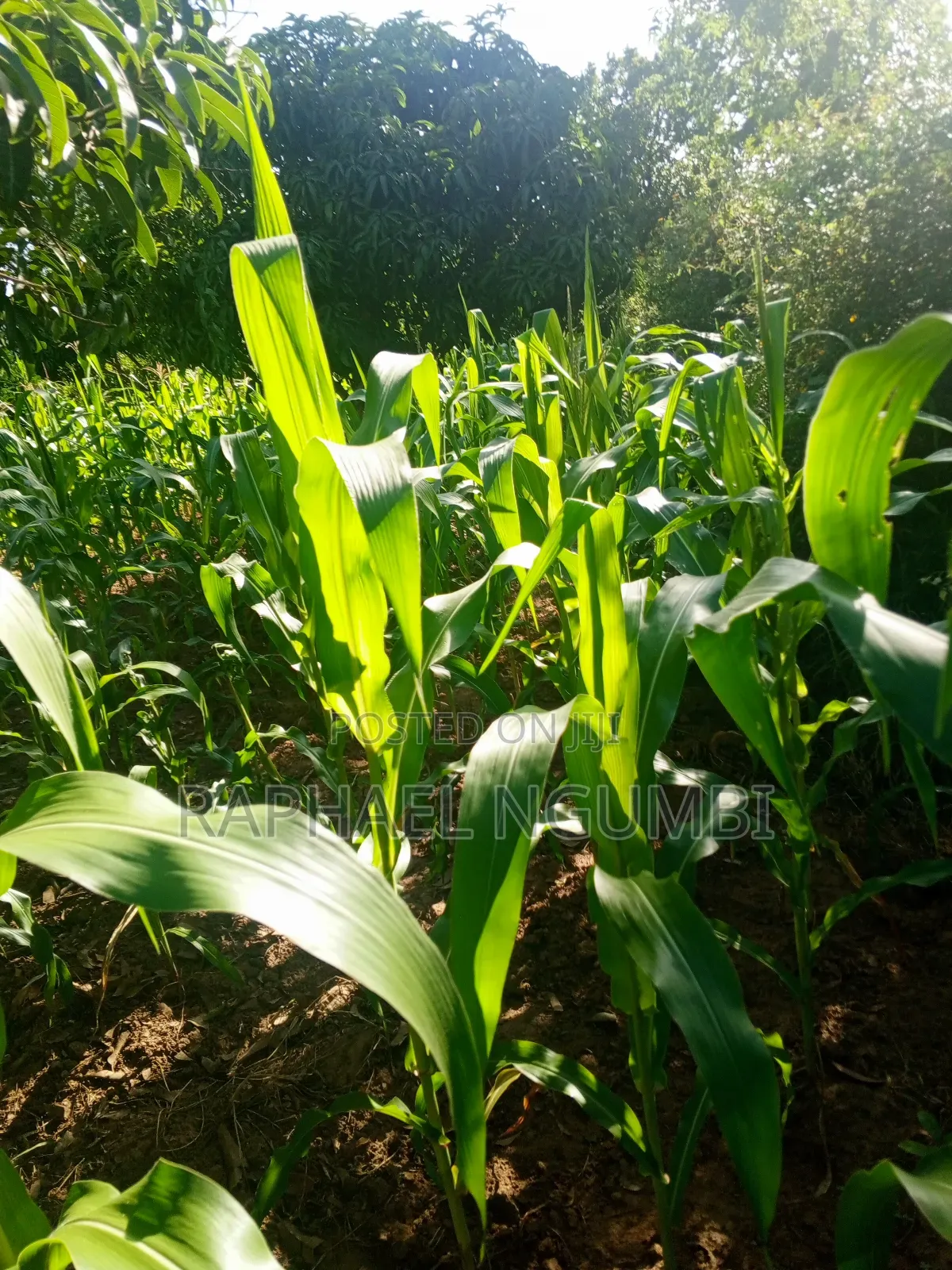 One (1) Acre at Mwala