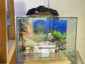 Desktop Aquarium – 2ft of Serene Vibes - thumbnail 2