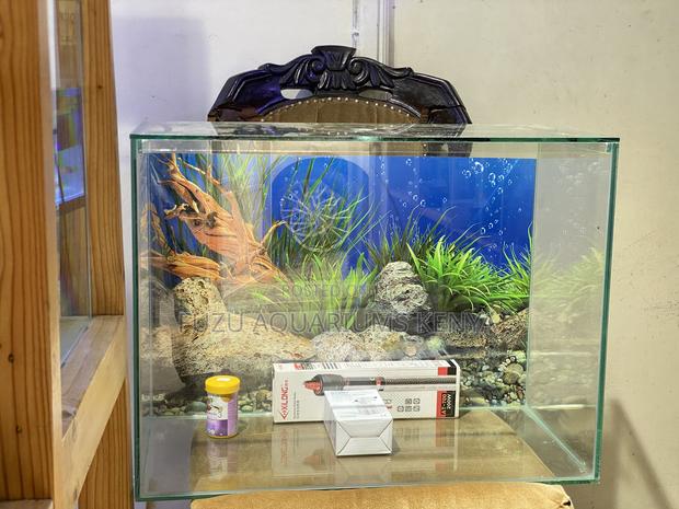 Desktop Aquarium – 2ft of Serene Vibes - main view