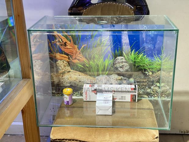 Minimalist 60l Aquarium – Ideal for Apartments