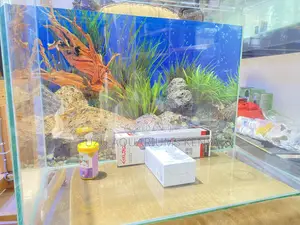 Clear View Glass Aquarium – Now in Nairobi
