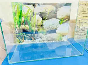 2ft Aquarium That Transforms Any Room