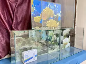 Trendy Glass Aquarium – Home or Office Ready