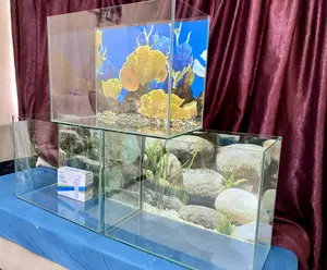 Bring Home Peace With a 2ft Aquarium
