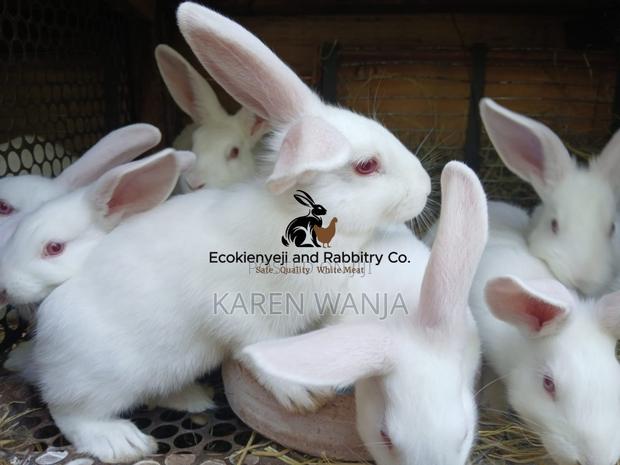 Rabbits, Rabbit Meat Rabbit Products - main view