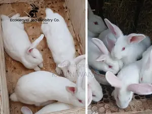 Rabbits, Rabbit Meat Rabbit Products