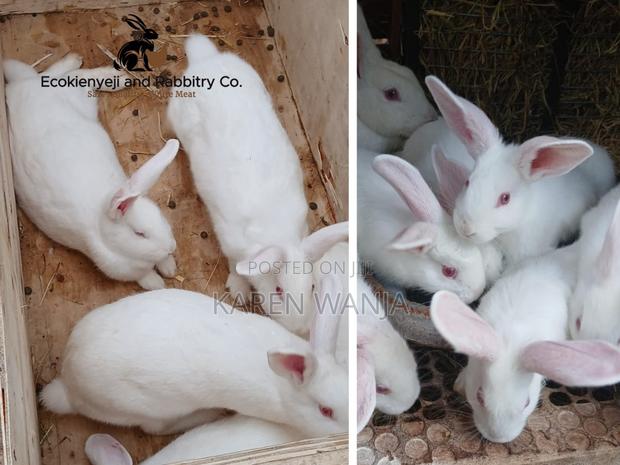 Rabbits, Rabbit Meat Rabbit Products - thumbnail 3