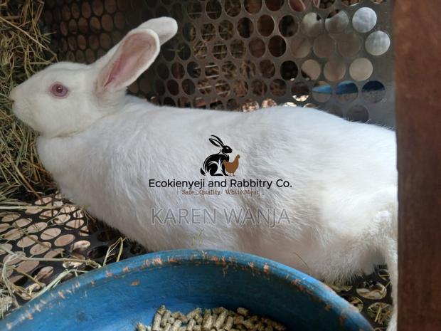 Rabbits, Rabbit Meat Rabbit Products - thumbnail 4