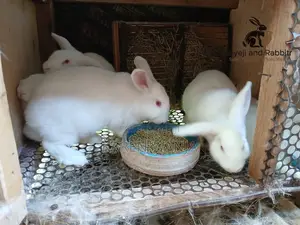 Rabbits, Rabbit Meat Rabbit Products